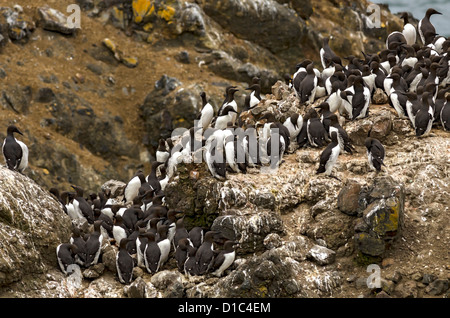 Common Murre Kolonie Yaquina Head herausragenden natürlichen Bereich, Oregon Stockfoto