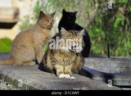 Straßenkatzen in der Nähe der Mülleimer. Stockfoto