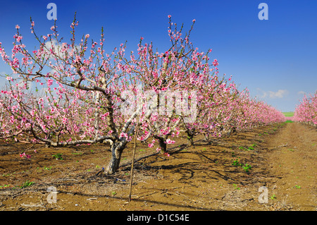 Mandelbäume blühen. Golan-Höhen. Israel. Stockfoto