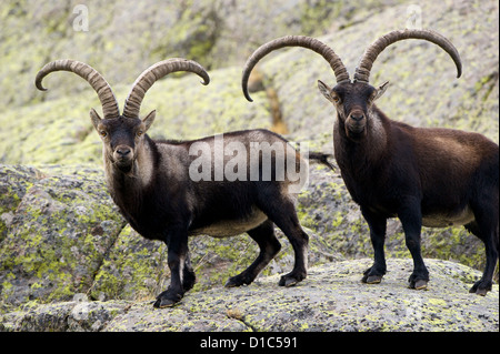 Zwei große spanische Steinböcke (Capra Pyrenaica) Männchen starrte auf die Kamera thront in die Granitmauern so charakteristisch für Gredos. Stockfoto