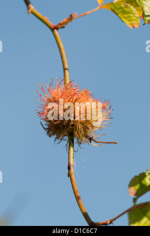 Eine behaarte Rose Gall, verursacht durch eine Schlupfwespe Gall auf eine Hundsrose Stockfoto