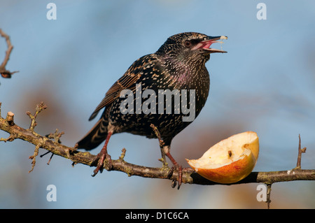 Ein Starling isst aus halben Apfel weggelassen, um Winter Vögel füttern Stockfoto