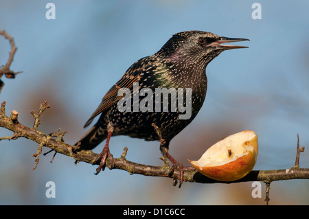 Ein Starling isst aus halben Apfel weggelassen, um Winter Vögel füttern Stockfoto