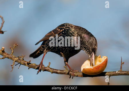 Ein Starling isst aus halben Apfel weggelassen, um Winter Vögel füttern Stockfoto