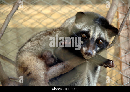 Bild von einem Luwak auf einer Ranch im Besitz von der Kaffee-Industrie Luwakmas, Kediri, Ost-Java. Stockfoto