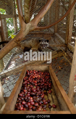 Bild von einem Luwak auf einer Ranch im Besitz von der Kaffee-Industrie Luwakmas, Kediri, Ost-Java. Stockfoto