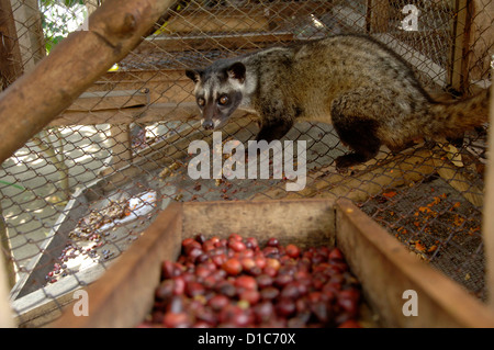 Bild von einem Luwak auf einer Ranch im Besitz von der Kaffee-Industrie Luwakmas, Kediri, Ost-Java. Stockfoto