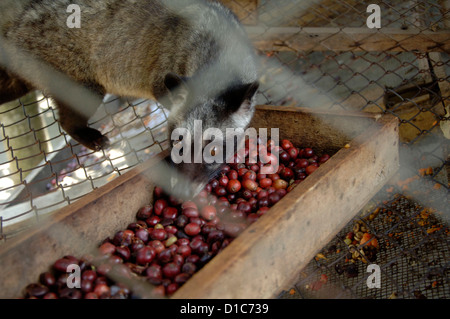 Bild von einem Luwak auf einer Ranch im Besitz von der Kaffee-Industrie Luwakmas, Kediri, Ost-Java. Stockfoto