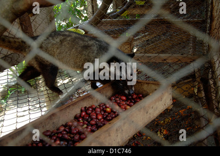 Bild von einem Luwak auf einer Ranch im Besitz von der Kaffee-Industrie Luwakmas, Kediri, Ost-Java. Stockfoto