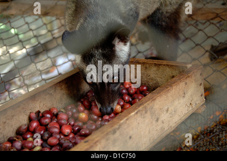 Bild von einem Luwak auf einer Ranch im Besitz von der Kaffee-Industrie Luwakmas, Kediri, Ost-Java. Stockfoto