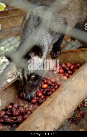 Bild von einem Luwak auf einer Ranch im Besitz von der Kaffee-Industrie Luwakmas, Kediri, Ost-Java. Stockfoto