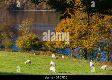 Schafbeweidung auf dem Coniston Water-Ufer in den Lake District National Park. Stockfoto