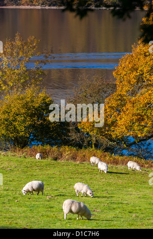Schafbeweidung auf dem Coniston Water-Ufer in den Lake District National Park. Stockfoto