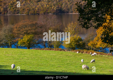Schafbeweidung auf dem Coniston Water-Ufer in den Lake District National Park. Stockfoto