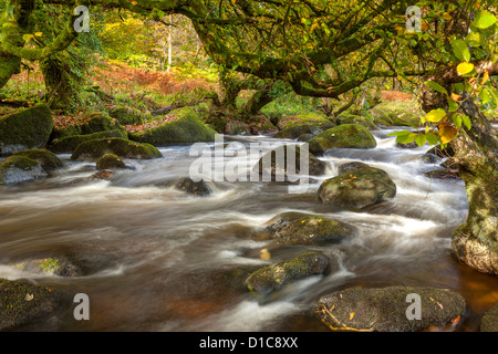 Die East Dart River fließt durch den Wald bei Dartmeet in Dartmoor National Park, Devon, England, Vereinigtes Königreich, Europa. Stockfoto