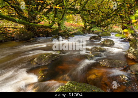 Die East Dart River fließt durch den Wald bei Dartmeet in Dartmoor National Park, Devon, England, Vereinigtes Königreich, Europa. Stockfoto