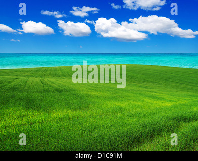 grünes Feld und blauer Himmel Stockfoto