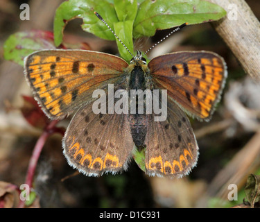 Makro-Bild eines Schmetterlings rußigen Kupfer (Lycaena Tityrus) Stockfoto