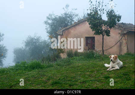 Ein Hund auf der Wiese sitzen. Umgebung von Orvieto, Terni, Umbrien, Italien. Stockfoto