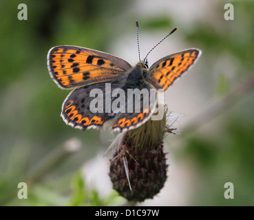 Makro-Bild eines Schmetterlings rußigen Kupfer (Lycaena Tityrus) Stockfoto