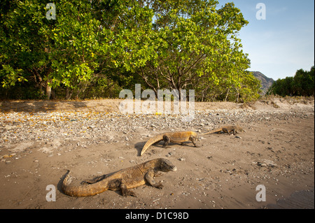 Komodo Dragon am Strand Rincah in Horse Shoe Bucht. Nicht in der Ranger-Station diese Eidechse sind sehr wild! Stockfoto