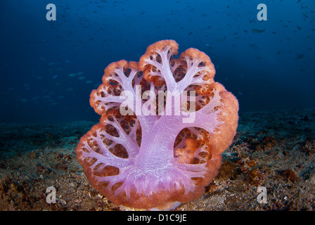 rot rosa weichen Korallen Portrait mit Blauwasser Hintergrund und viele Fische. Panorama, aufgenommen im Nationalpark Komodo, Indonesien Stockfoto