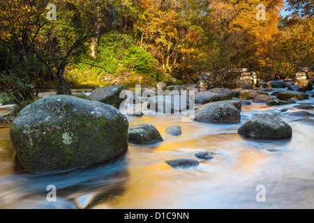 Die East Dart River fließt durch den Wald bei Dartmeet in Dartmoor National Park, Devon, England, Vereinigtes Königreich, Europa. Stockfoto