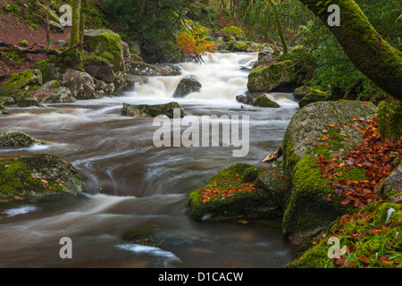 Rocky River Plym fließt durch Dewerstone Wood in der Nähe von Shaugh Prior in Dartmoor National Park, Devon, England, Vereinigtes Königreich, Europa. Stockfoto