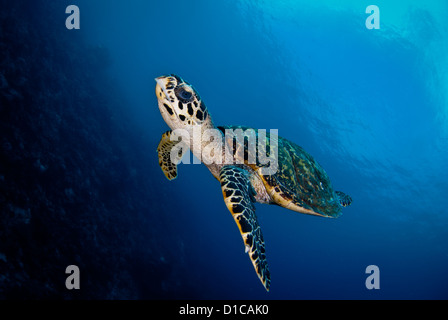 Hautnah mit einem niedlichen Karettschildkröte im Komodo National Park. Kann den ganzen Körper sehen, während sie schwimmen ist Stockfoto