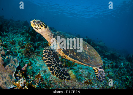 Hautnah mit einem niedlichen Karettschildkröte im Komodo National Park. Kann den ganzen Körper sehen, während sie schwimmen ist Stockfoto