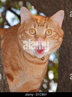 Komische Bild einer orange Tabby Katze mit geöffnetem Mund Stockfoto