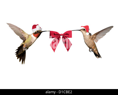Zwei Kolibris im Flug, Santa Hüte tragen eine rote Schleife zu tragen; isoliert auf weiss Stockfoto