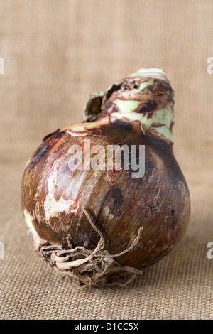 Eine einzige Hippeastrum Glühbirne auf eine hessische Hintergrund. Amaryllis-Lampe. Stockfoto