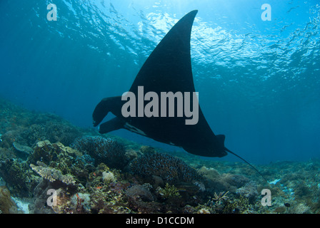 Manta-Rochen in die Reinigungsstation lassen Sie uns ihnen zu nähern und bekommen sehr nahe. Aufgenommen im Komodo National park Stockfoto