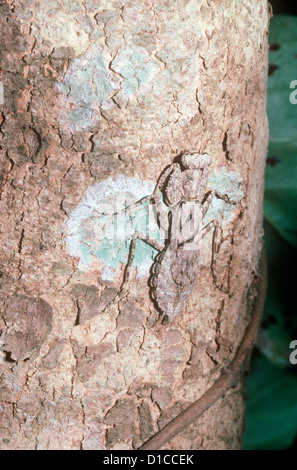 Bellen Gottesanbeterin (Humbertiella Ceylonica: Liturgusidae) gut getarnt auf einem Baum im Monsunwald Indien Stockfoto