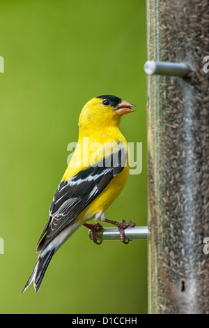 Männliche amerikanische Stieglitz auf Distel Samen feeder Stockfoto