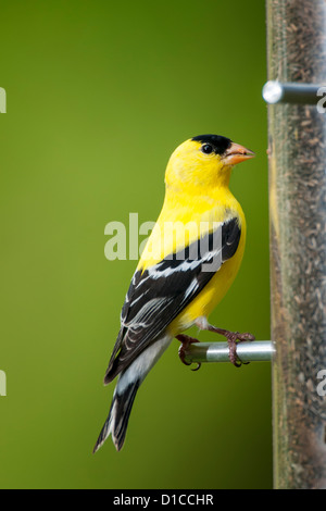 Männliche amerikanische Stieglitz auf Distel Samen feeder Stockfoto