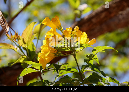 Gelbe Holunderbusch, Tecoma Stans, Catalpa. Stammt aus dem tropischen Amerika. Dieses Exemplar fotografiert in Madagaskar, Afrika Stockfoto