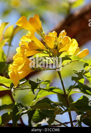 Gelbe Holunderbusch, Tecoma Stans, Catalpa. Stammt aus dem tropischen Amerika. Dieses Exemplar fotografiert in Madagaskar, Afrika Stockfoto