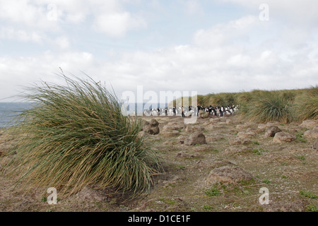 Kleinen Kolonie von Rockhopper Penguins düsterer Insel Stockfoto