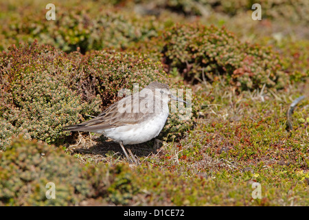 Weißes-rumped Sandpiper Stockfoto