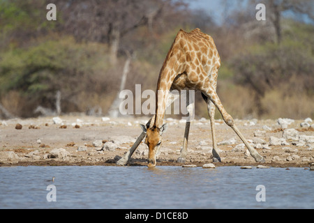 Giraffe trinken am Klein Namutoni Wasserloch im Etosha Nationalpark, Namibia Stockfoto