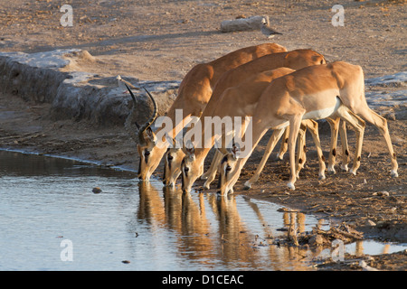 Vier seltene schwarz-faced Impala trinken in Namibia Stockfoto