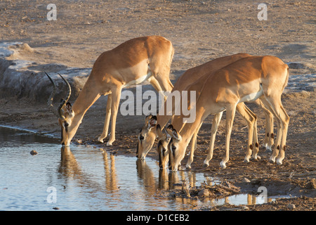 Gruppe von gefährdeten schwarz-faced Impala trinken. Stockfoto