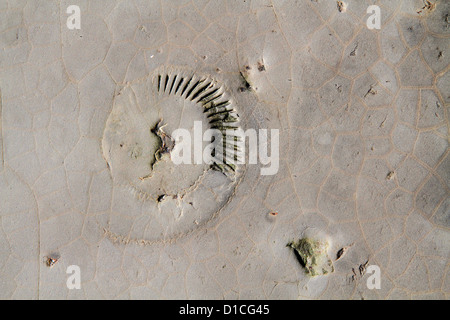 Ammonit Fossil im Grundgestein am Strand von Kimmeridge Bay, Dorset, England, UK Stockfoto