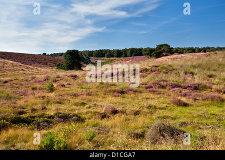 lila Heidekraut Wiesen im Sommer Stockfoto