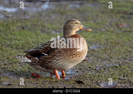 Weibliche Stockente waten und Nahrungssuche in schlammigen Boden. Stockfoto