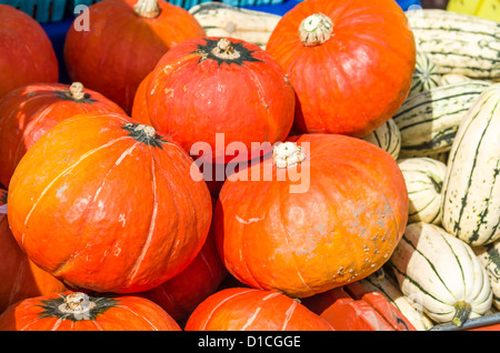 Orange Hubbard und Delicata squash auf dem Display auf dem Markt Stockfoto