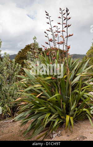 Neuseeland-Flachs (Phormium Tenax), Waitangi Treaty Grounds, Paihia, Nordinsel, Neuseeland. Stockfoto