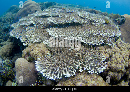 Korallengarten mit Verzweigungen, Tisch und Teller-Korallen, Hirschhorn, Kohl, Acropora und Porites SP., Halmahera, Molukken, Indonesien Stockfoto